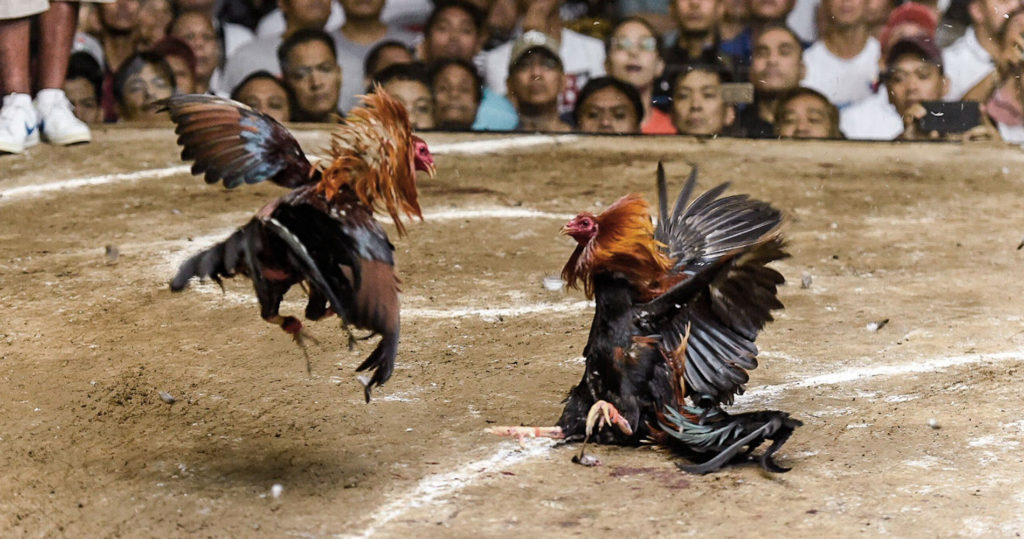 Federal Law Takes Effect Today Banning Cockfighting Everywhere In The U S Including The Territories Animal Wellness Action