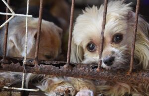 Animal Cruelty Enforcement Campaign | Helping Animals Helps Us All
