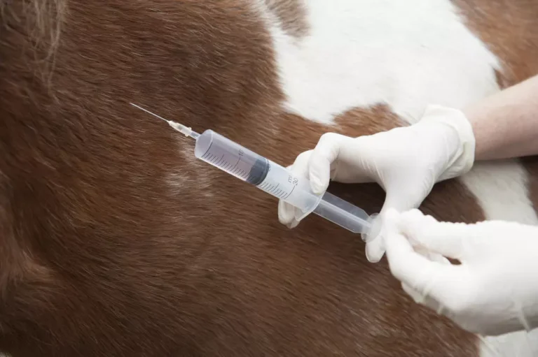 Large needle being injected into horse-shutterstock