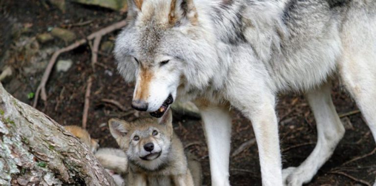 Wolf pup and mum-m-l-unsplash