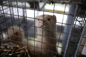Caged European Mink Grown for fur in Lithuania