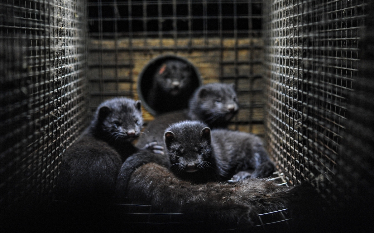 Mink kits cuddle to the body of their dead mother. Sweden, 2010.