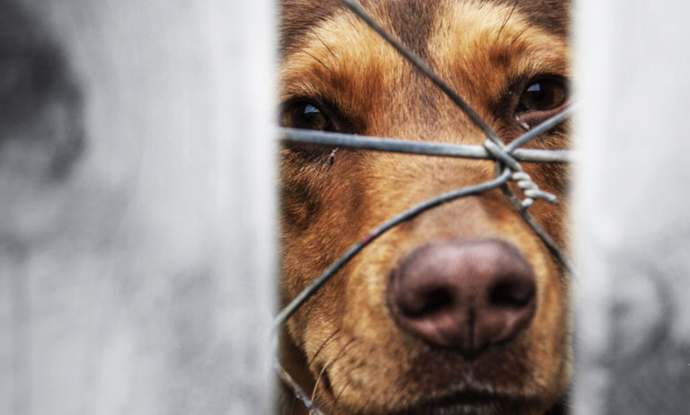 dog behind barbed wire