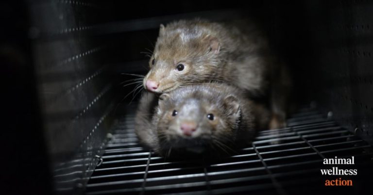 Mink at a fur farm in Ontario.