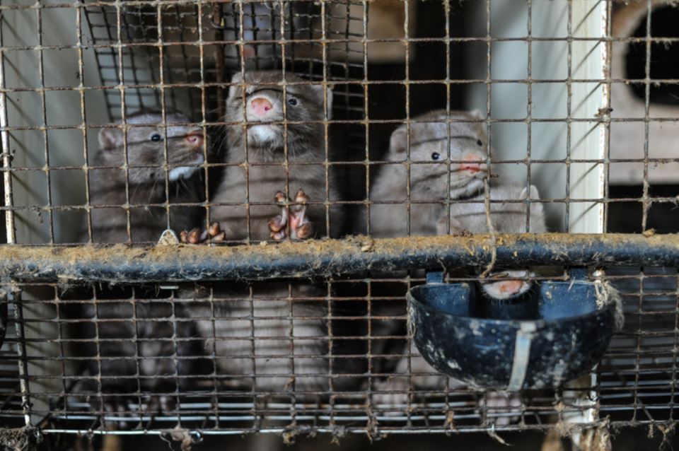 Silver mink in filthy cages at a fur farm in Quebec.