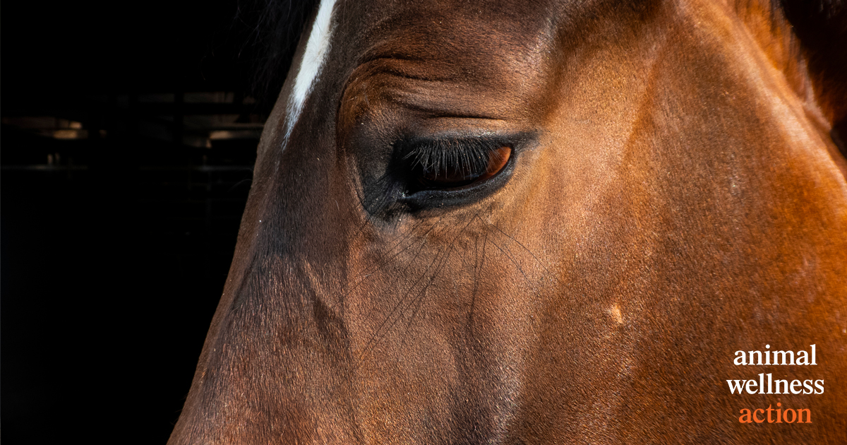 Fewer horses sent to slaughter, but the fight must go