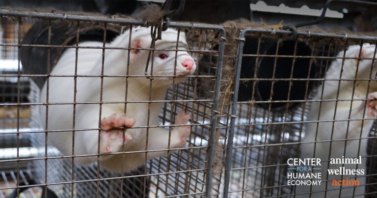 white mink with pink paws standing up in cage