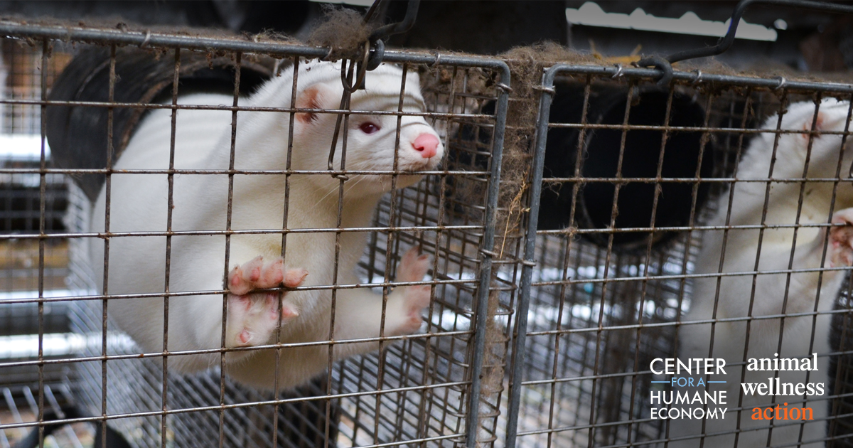 white mink with pink paws standing up in cage
