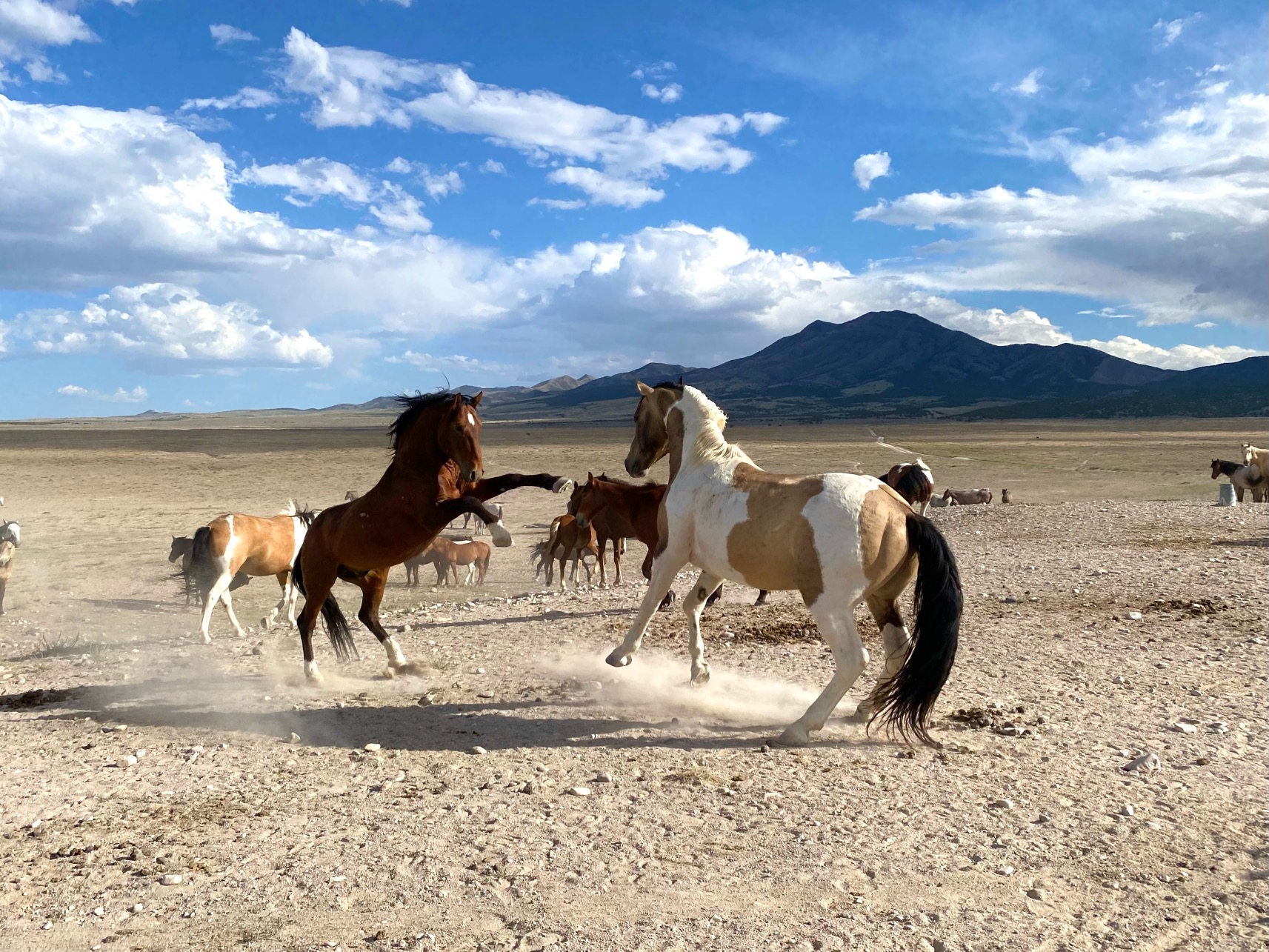 Wild horse frolic in open plain