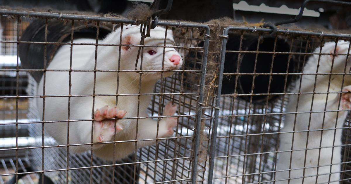 white mink with pink paws standing up in cage