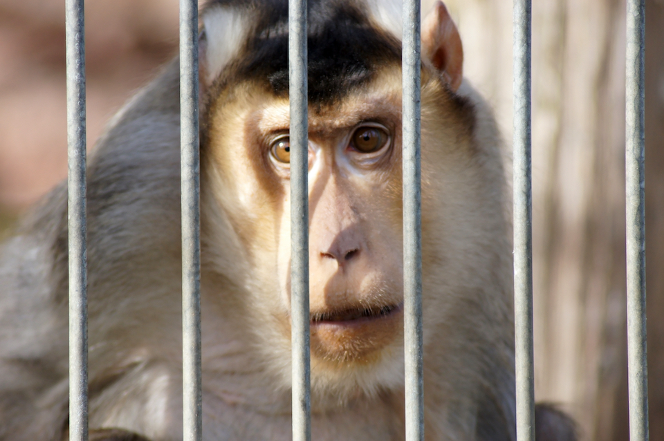 Animal Testing Mandate Translates Into Torment for Primates, Dogs