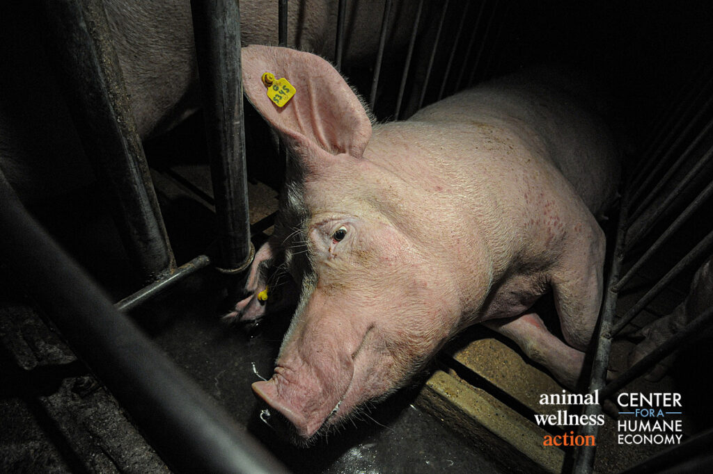 Sow at a factory farm.