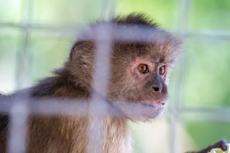 bright-eyed young caged monkey-shutterstock