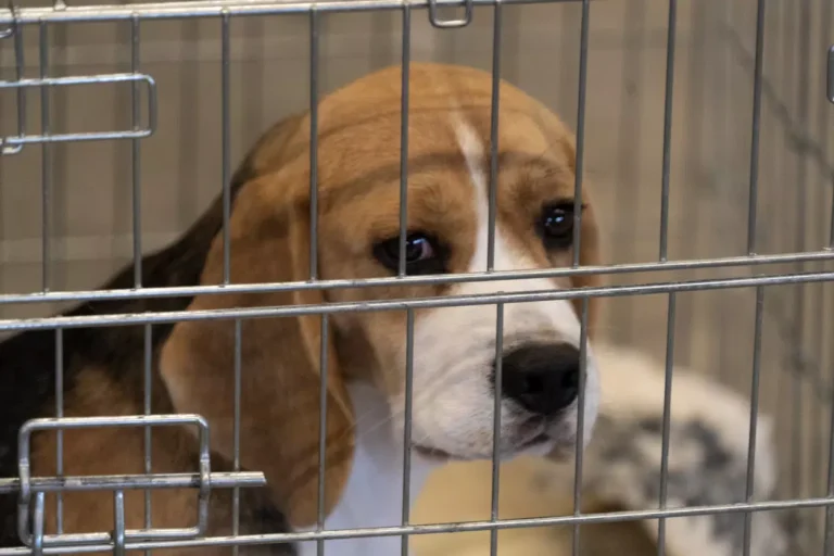 Beagle shown in laboratory cage.