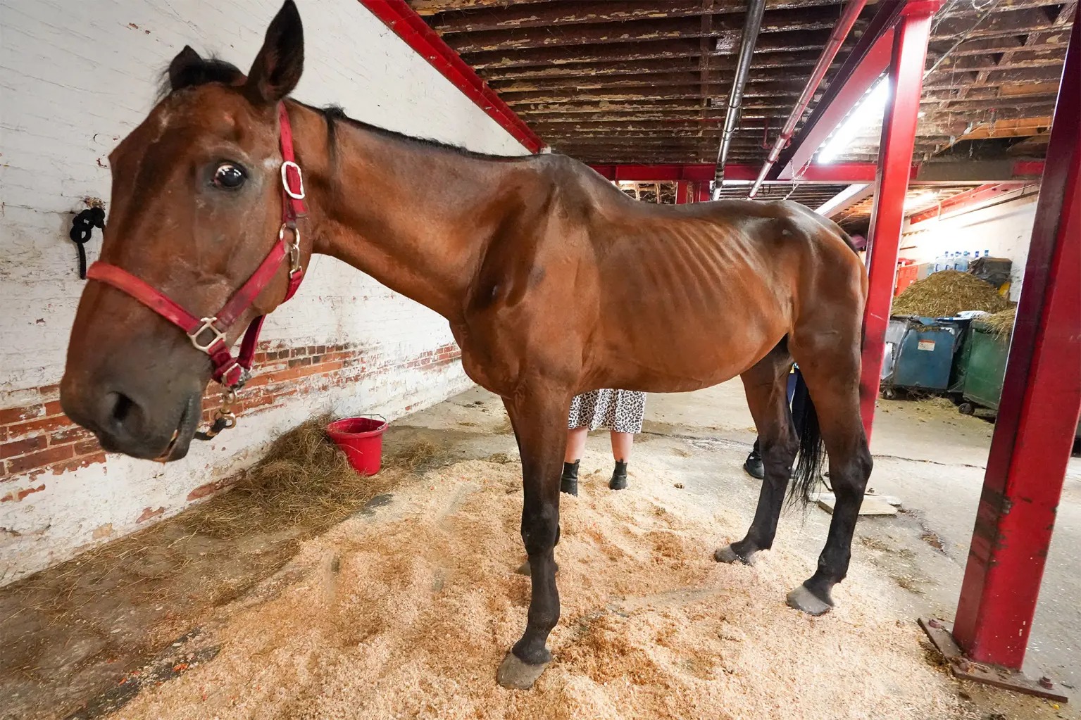 Ryder the carriage horse is shown in an emaciated state.