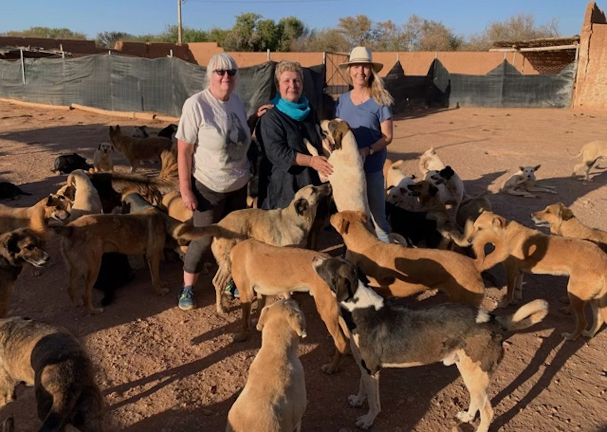 Humane Street Dog Management: Key to Rabies Eradication