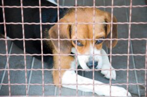 Lonely beagle in laboratory cage.