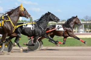 Horses trotter breed in harnesses on hippodrome - shutterstock