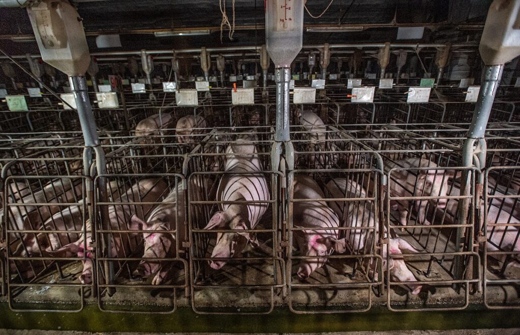 Rows of sows live confined to gestation crates at an industrial pig farm.