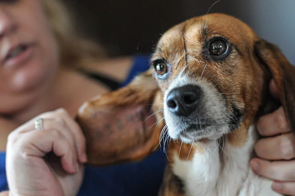 FDA Modernization Act to End Animal Testing Mandates Included in Year-End  Spending Bill