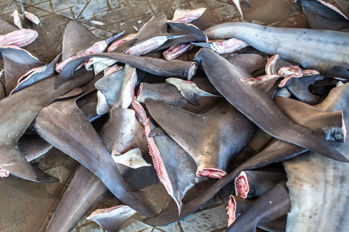 UPDATED: Congress Ends Shark Fin Trade
