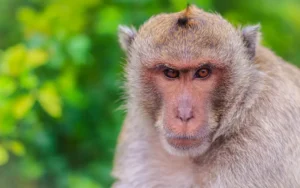 pensive monkey