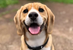 smiling beagle