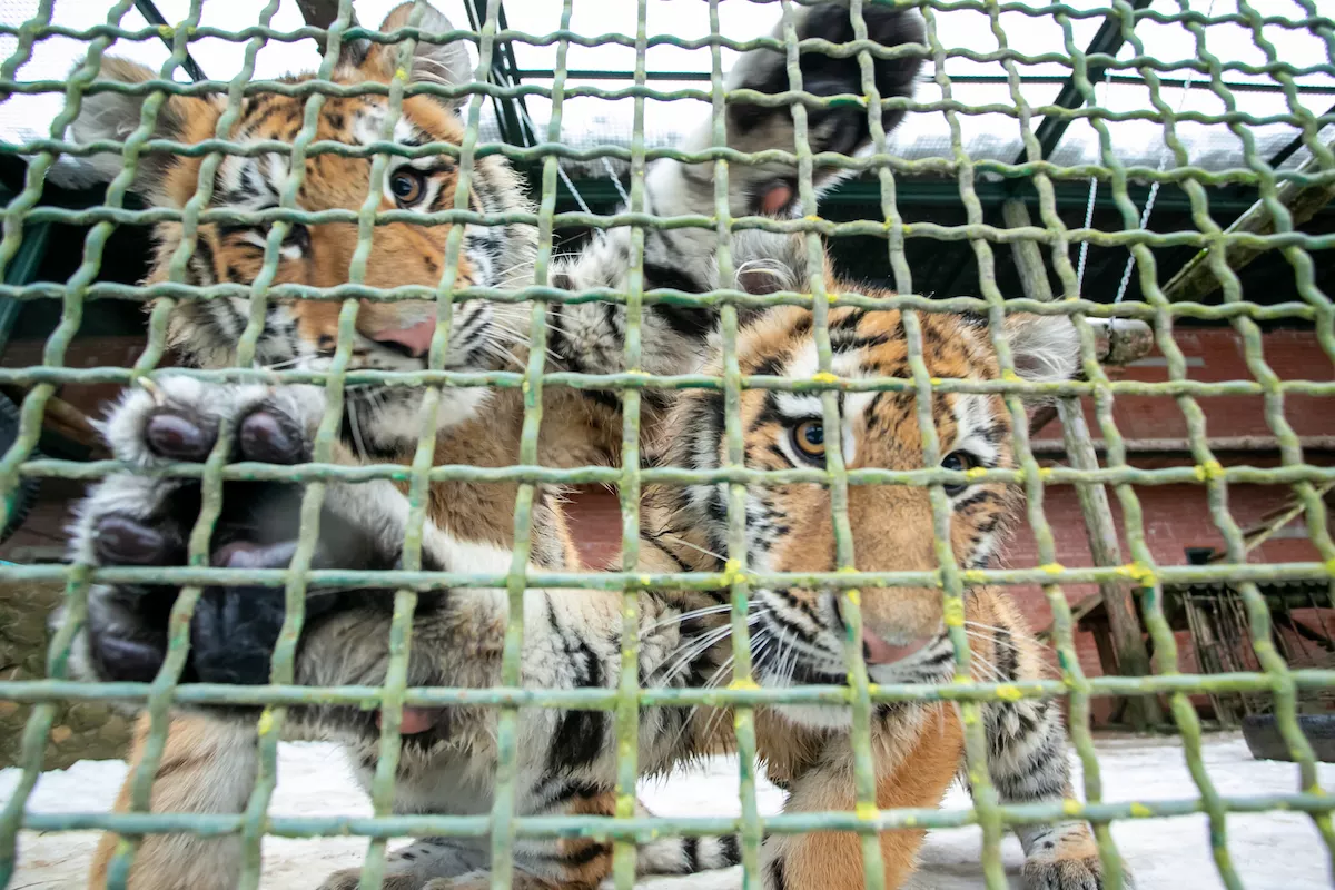 young caged tigers