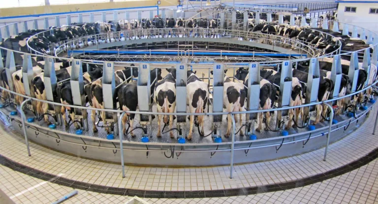 Robotic milking system