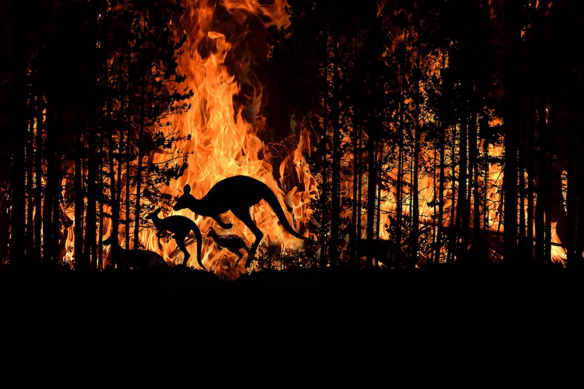 Kangaroo and Joey running for their lives in wildfire_shutterstock