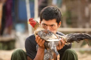 man_and_rooster_shutterstock