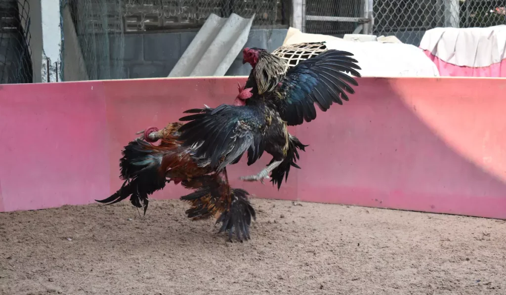roosters fighting in the arena