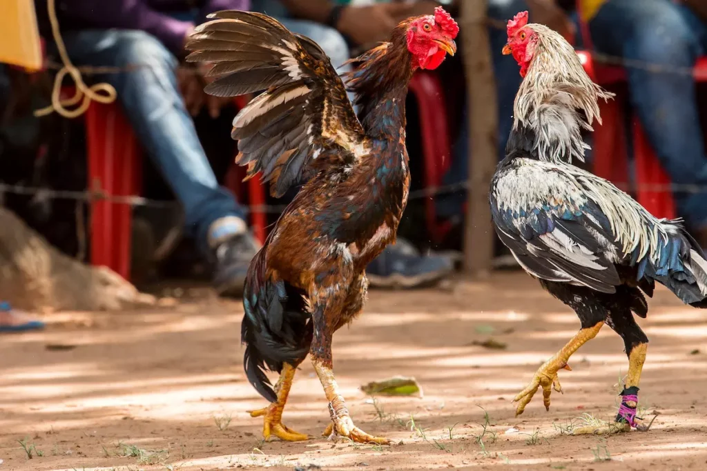 viewers watching fighting roosters-shutterstock