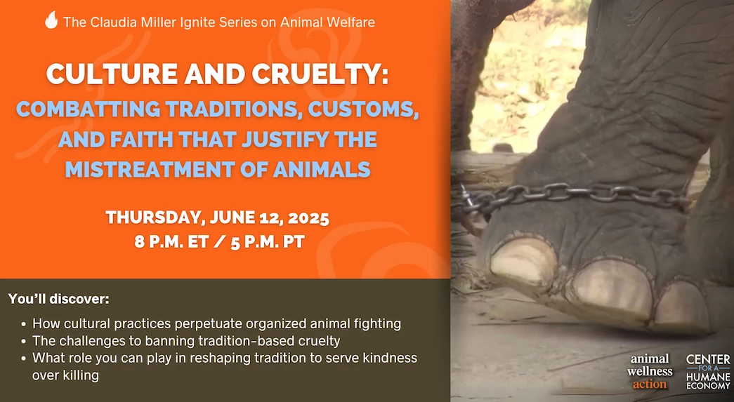 Culture and Cruelty: Combatting What Justifies Mistreatment of Animals