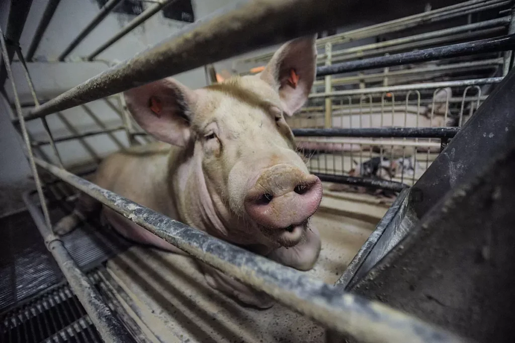 Sow in a gestation crate.