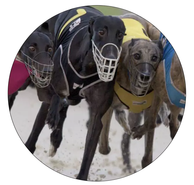 Stressed greyhounds in muzzles racing-banning greyhound racing campaign