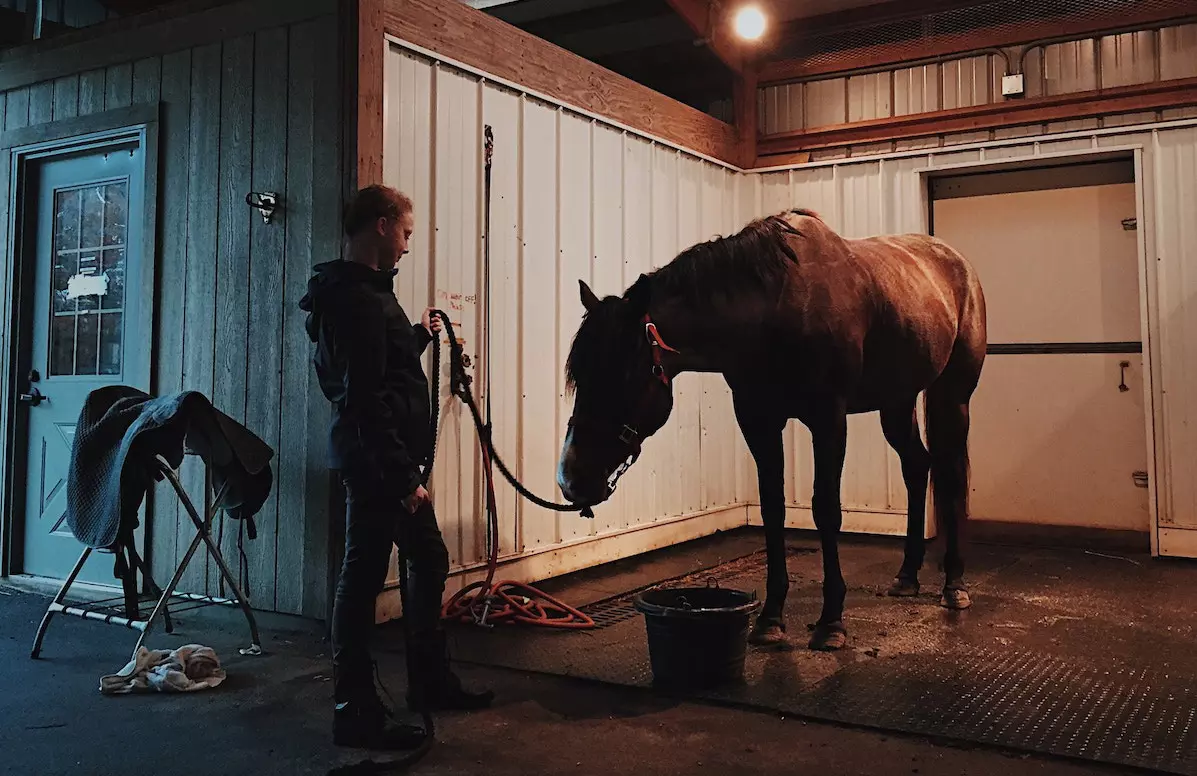 horse in stable
