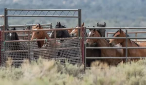 Wild mustang horses held in federal holding pens.