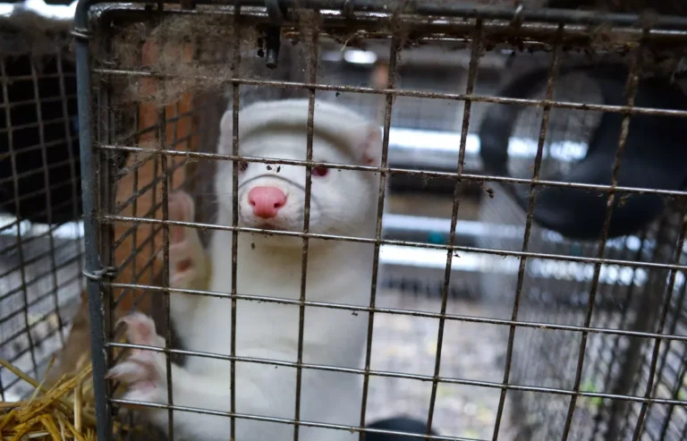 white mink standing up in cage