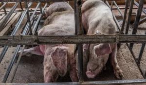 Pigs in-filthy gestation crates-Jo-Anne McArthur / We Animals Media