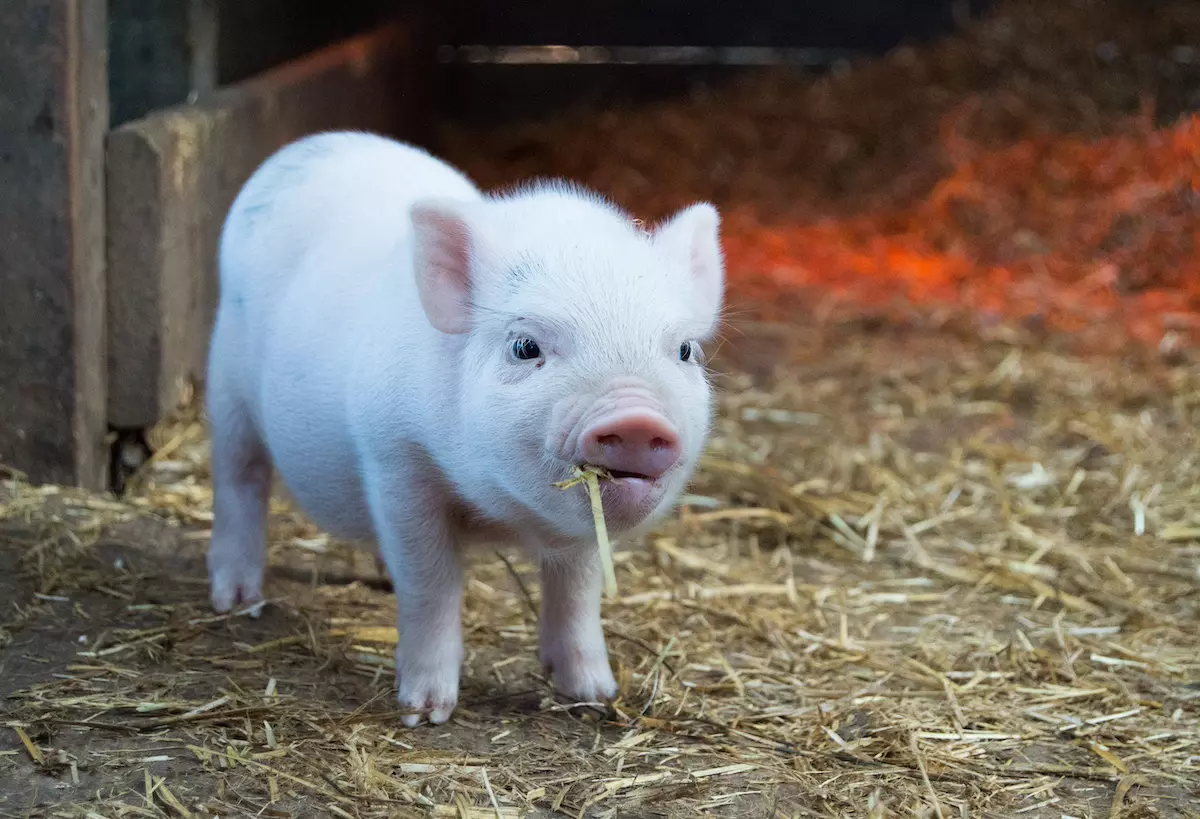 adorable piglet eating straw-christopher-carson-unsplash