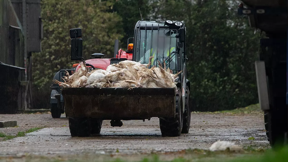 A tractor carries a load of dead turkeys killed after avian flu outbreak-Ed Shephard : Generation Vegan : We Animals Media