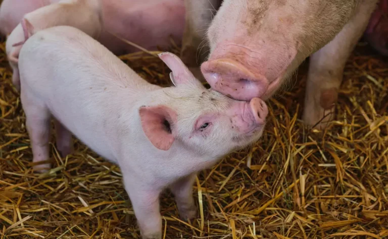 Happy Piglet and Mother-stefanie-poepken-unsplash