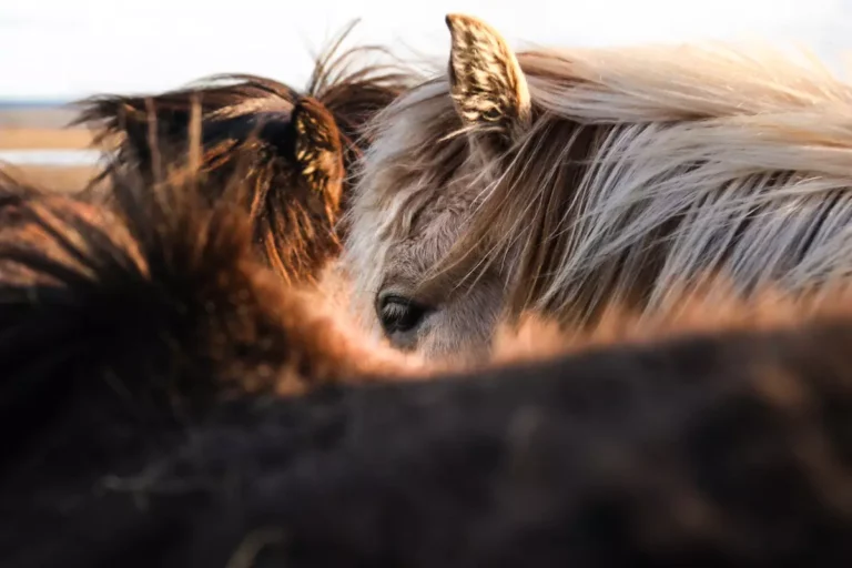 crowded horses in collection area-jeremy-bishop-unsplash