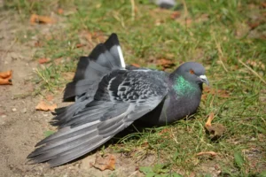pigeon on grass_shutterstock
