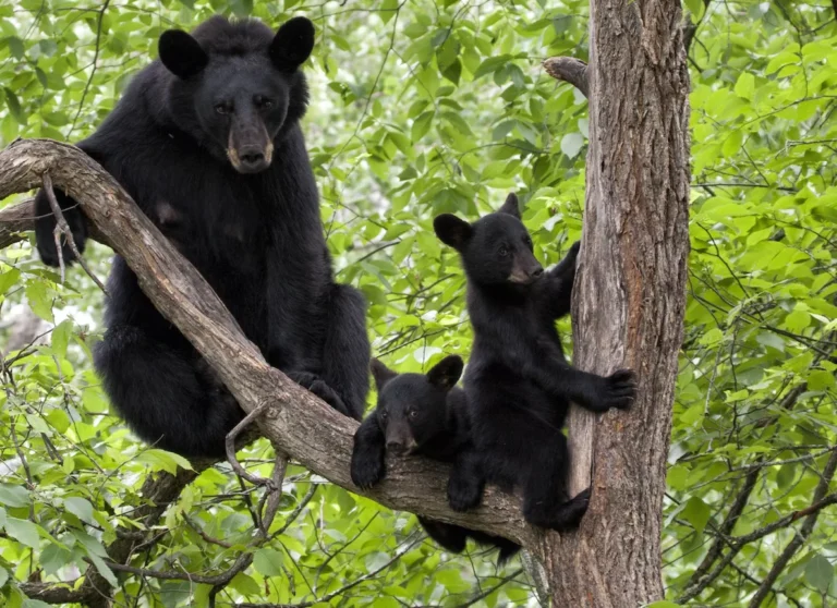 Black mother bear and cubs in tree-shutterstock