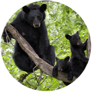 Bear mother and cubs in tree-Maine campaign