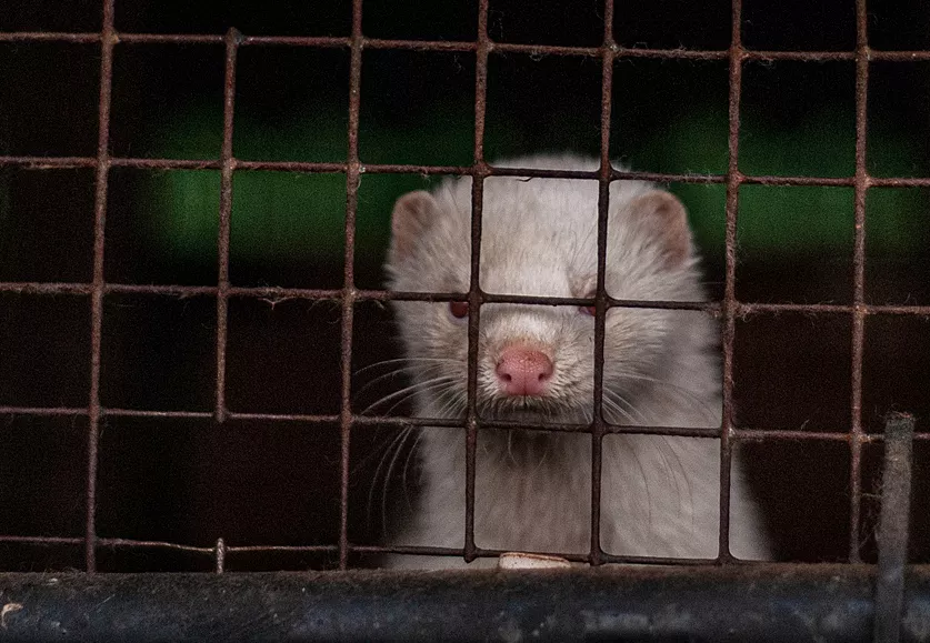 Mink looks out from cage at fur farm, representing animals affected by Farm Bill provisions on mink farming and animal welfare. Image credit/caption: Stefano Belacchi / We Animals Media