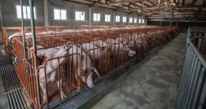 Pigs in a newly built industrial farm. Jo-Anne McArthur / We Animals Media