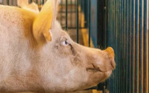 Sad pig looks out of cage-Peter Togel_canva